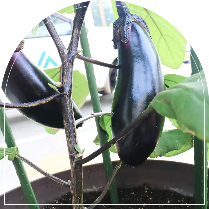 あなたもチャレンジ! 家庭菜園