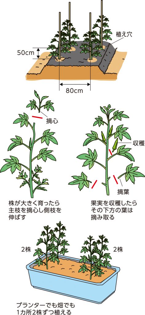 栄養豊か 花も楽しめるオクラ あなたもチャレンジ 家庭菜園 くらしの情報 Jaうつのみや